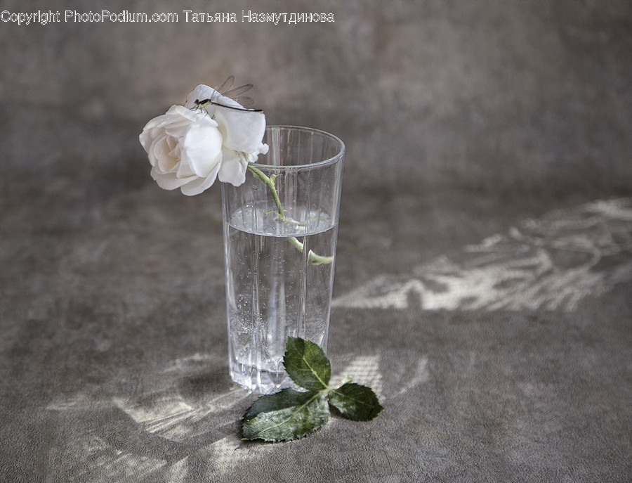 Flora, Herbs, Jar, Mint, Plant