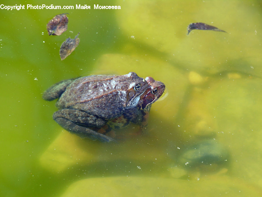 Amphibian, Frog, Wildlife, Tadpole
