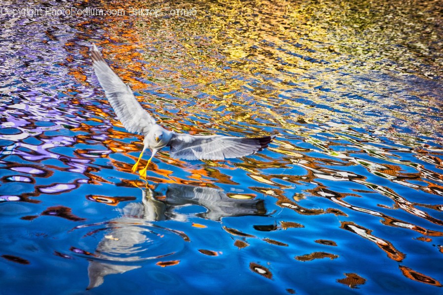 Outdoors, Ripple, Water, Animal, Sea Life