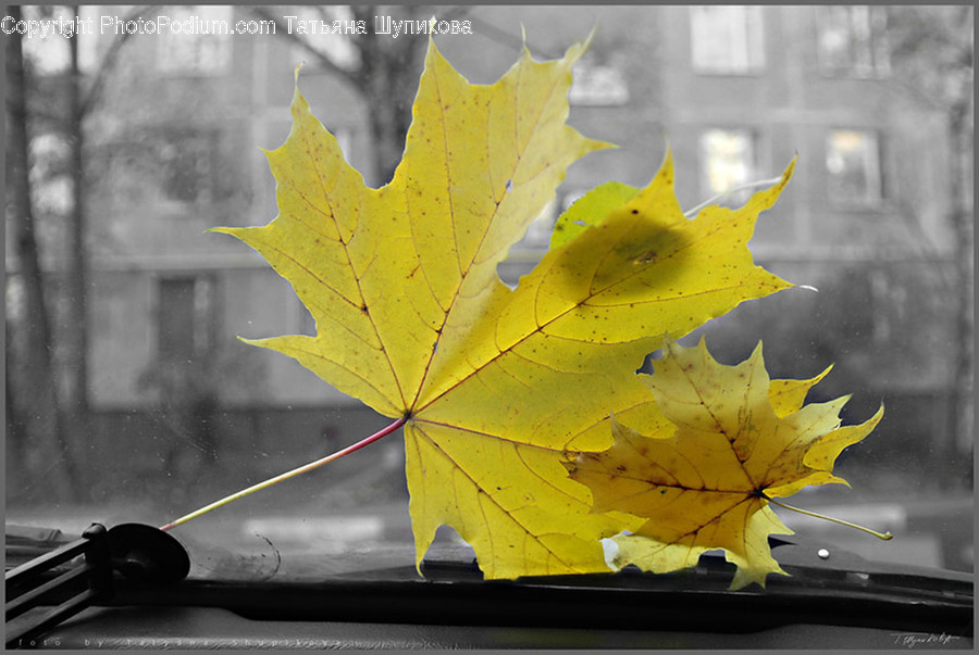 Flora, Leaf, Maple Leaf, Plant, Banister