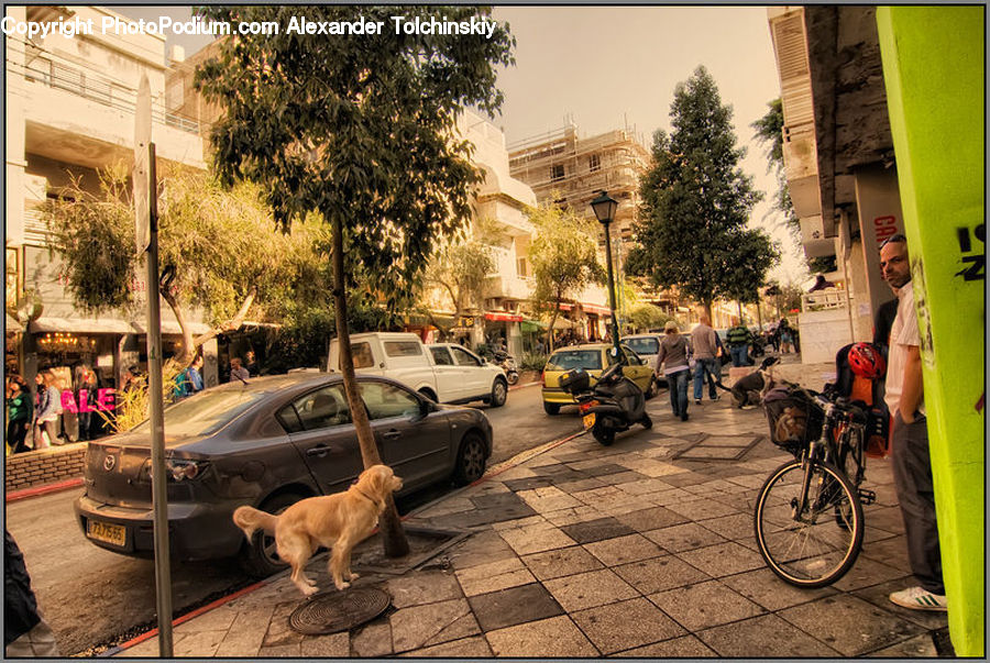 Plant, Potted Plant, Bicycle, Bike, Vehicle, Automobile, Car