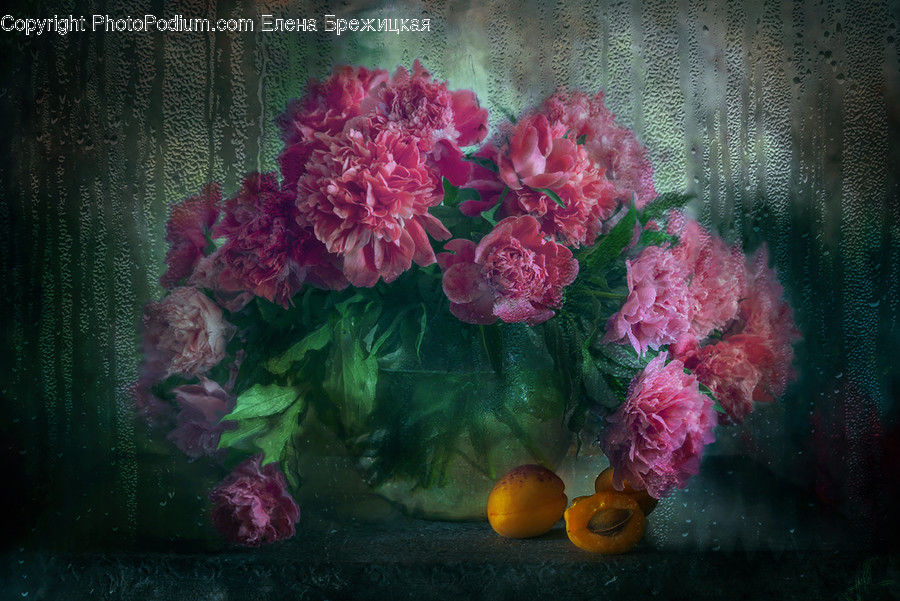 Blossom, Carnation, Flora, Flower, Plant