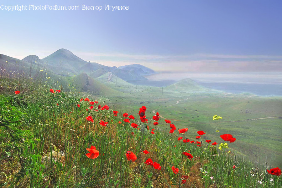 Blossom, Flora, Flower, Plant, Poppy
