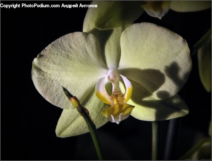 Blossom, Flora, Flower, Orchid, Plant, Daffodil, Amaryllidaceae
