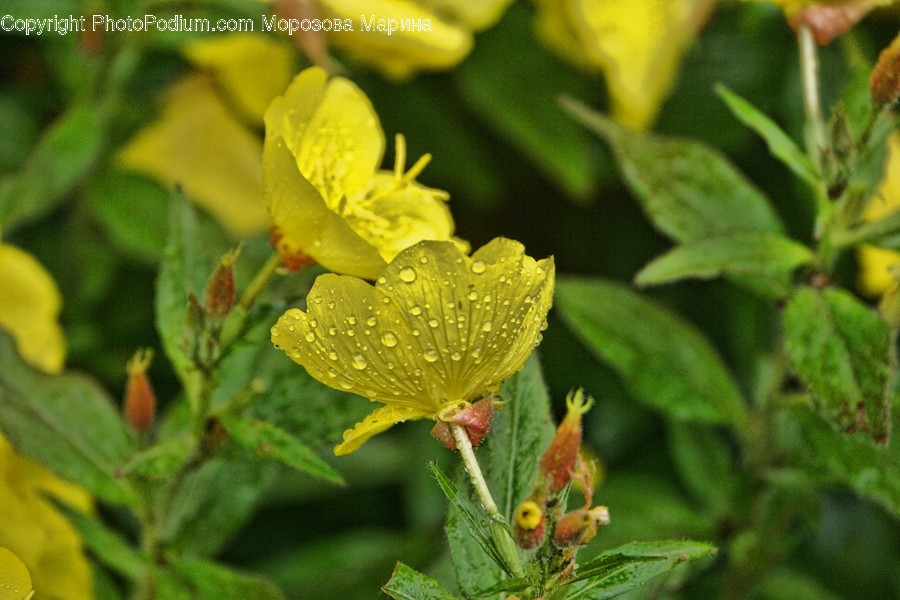 Flora, Plant, Asteraceae, Blossom, Flower