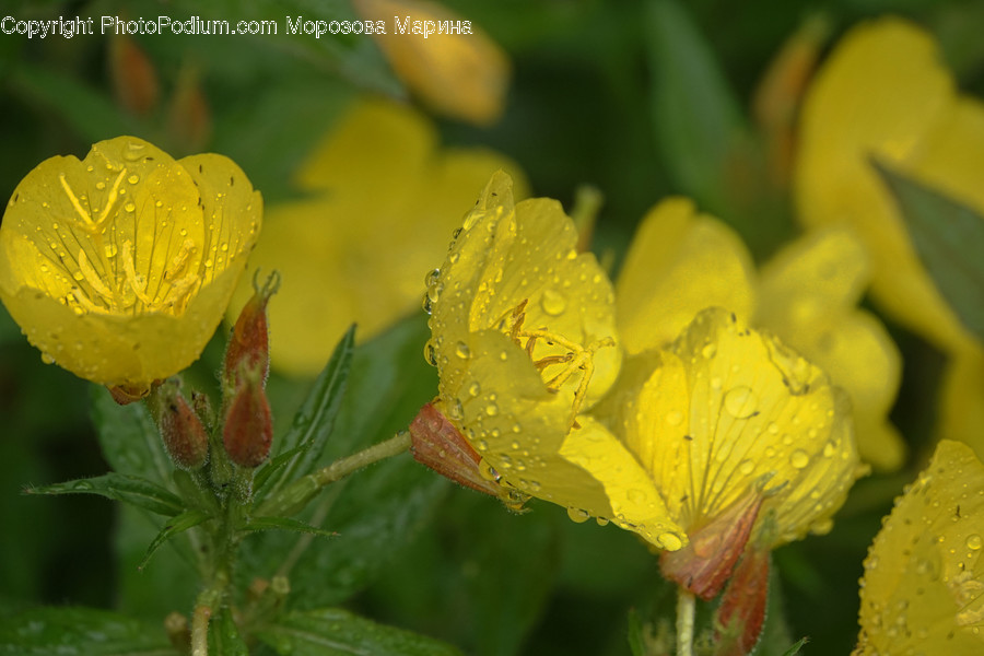 Flora, Plant, Blossom, Flower, Geranium