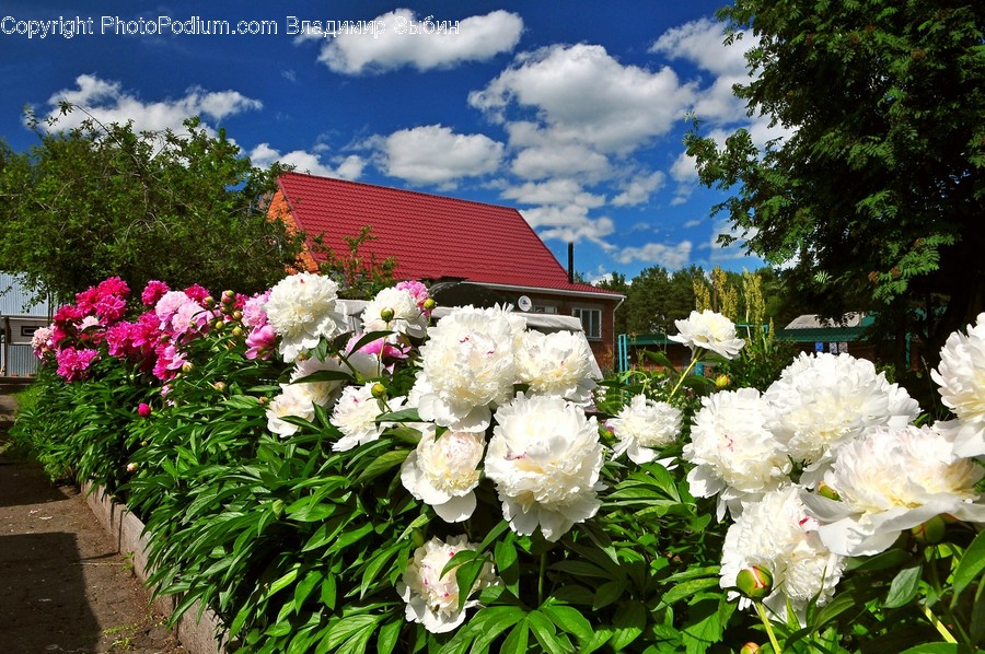 Blossom, Flora, Flower, Peony, Plant