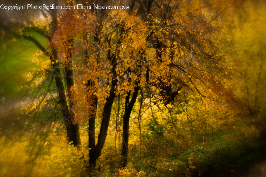 Flora, Plant, Tree, Willow, Birch