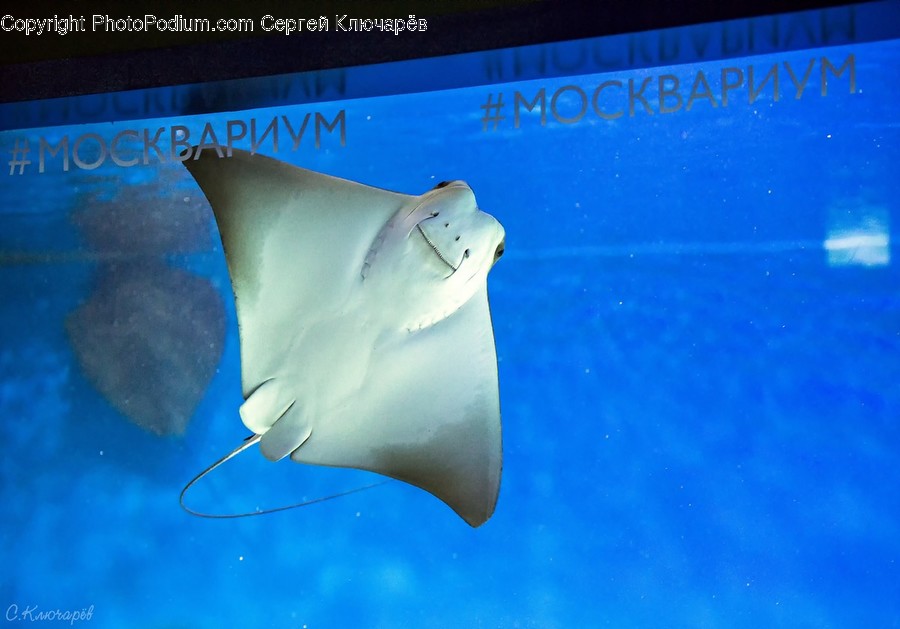 Animal, Fish, Manta Ray, Sea Life, Stingray Fish