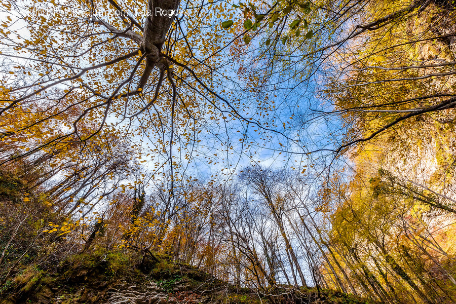 Birch, Flora, Plant, Tree, Conifer