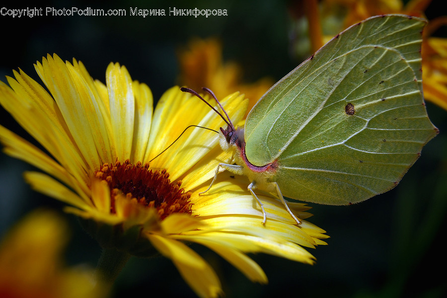 Animal, Butterfly, Insect, Invertebrate, Blossom