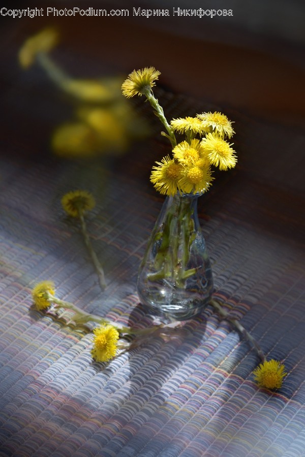 Blossom, Dandelion, Flora, Flower, Plant