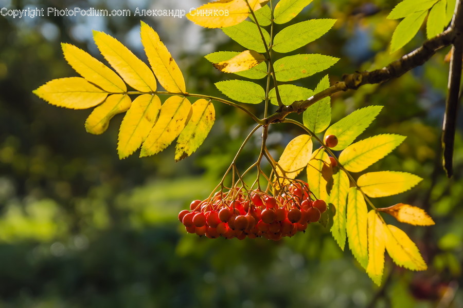 Flora, Food, Fruit, Plant, Produce