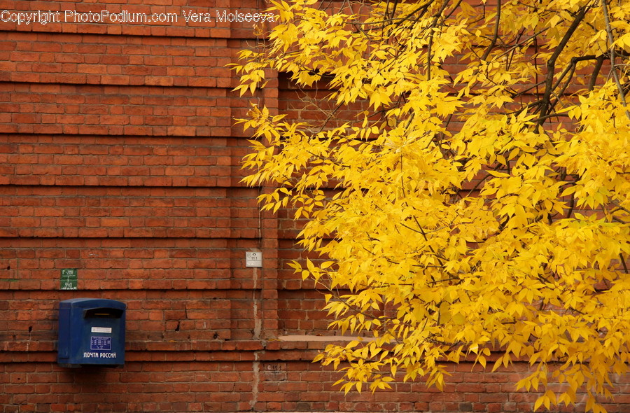 Mailbox, Postbox, Brick, Conifer, Flora