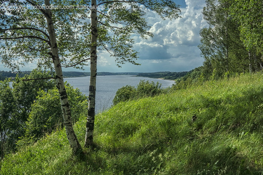 Flora, Plant, Tree, Conifer, Oak