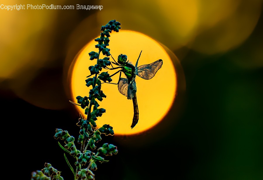 Flora, Ivy, Plant, Animal, Arachnid