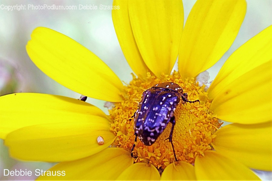 Animal, Bee, Insect, Invertebrate, Asteraceae