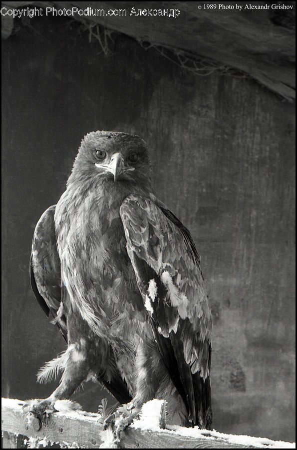 Animal, Zoo