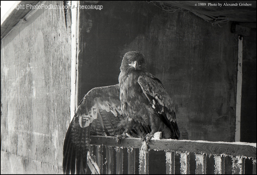 Animal, Bird, Vulture