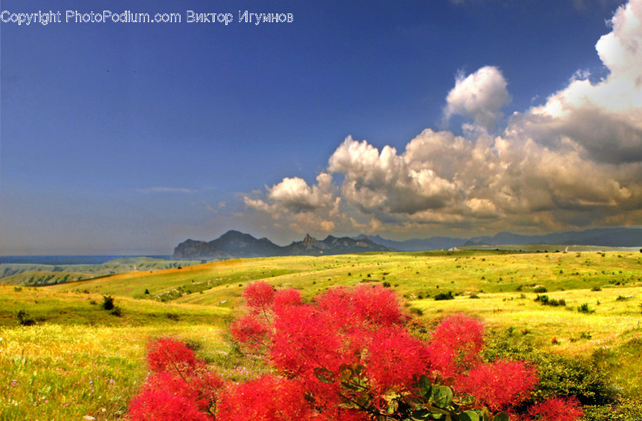 Field, Grassland, Outdoors, Bush, Flora