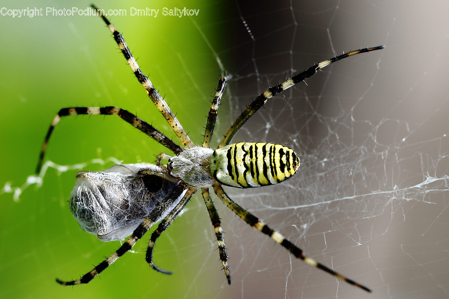 Animal, Arachnid, Garden Spider, Insect, Invertebrate