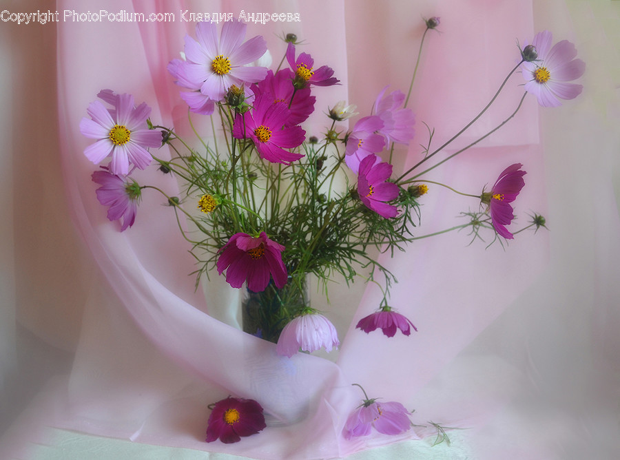 Cosmos, Flora, Jar, Plant, Potted Plant