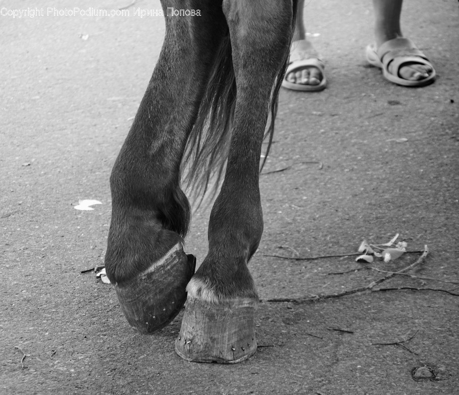 Clothing, Footwear, Shoe, Sandal, Leisure Activities