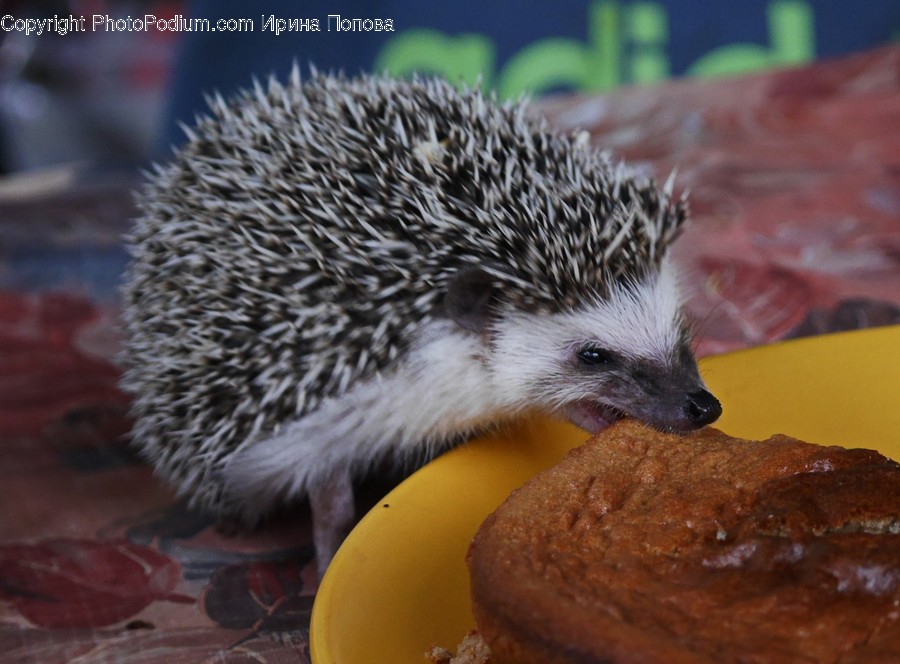 Animal, Hedgehog, Mammal