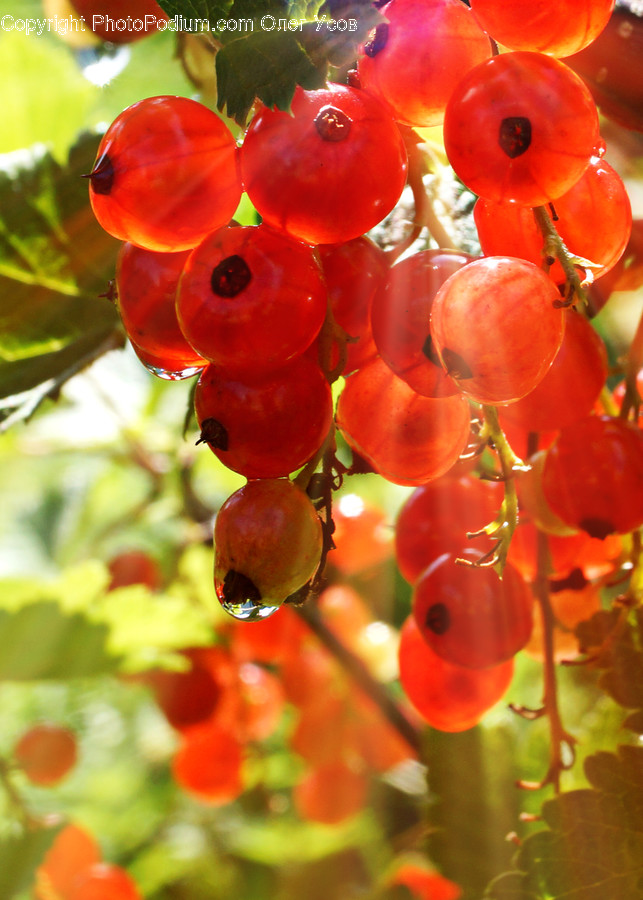 Flora, Food, Fruit, Grapes, Plant
