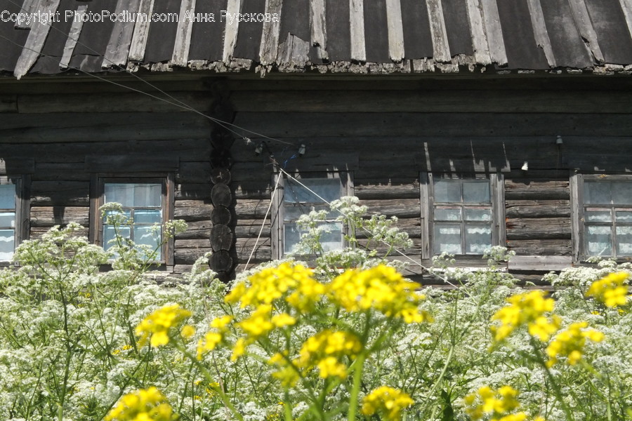 Window, Flora, Jar, Plant, Potted Plant