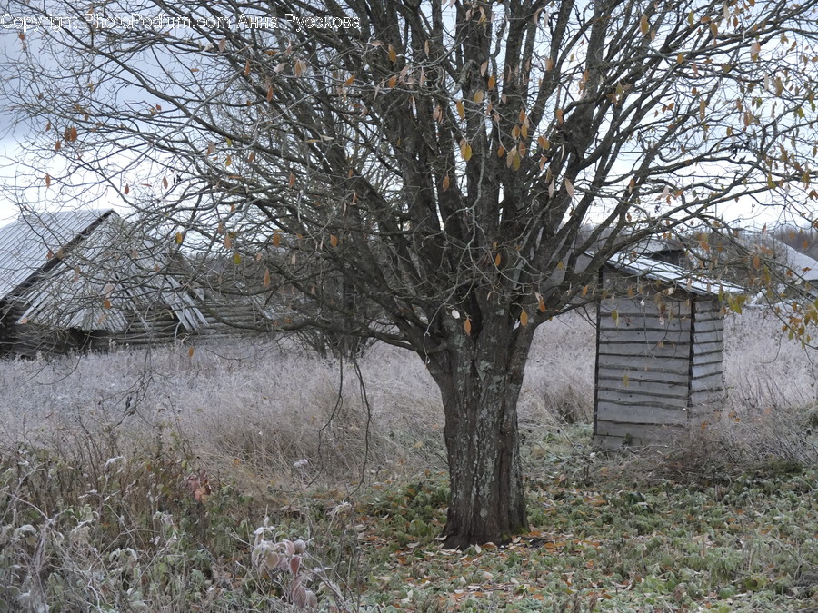 Frost, Ice, Outdoors, Snow, Flora