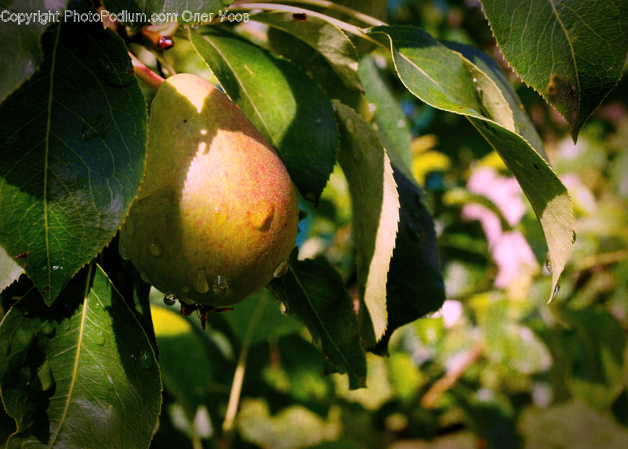 Veins, Flora, Ivy, Plant, Citrus Fruit
