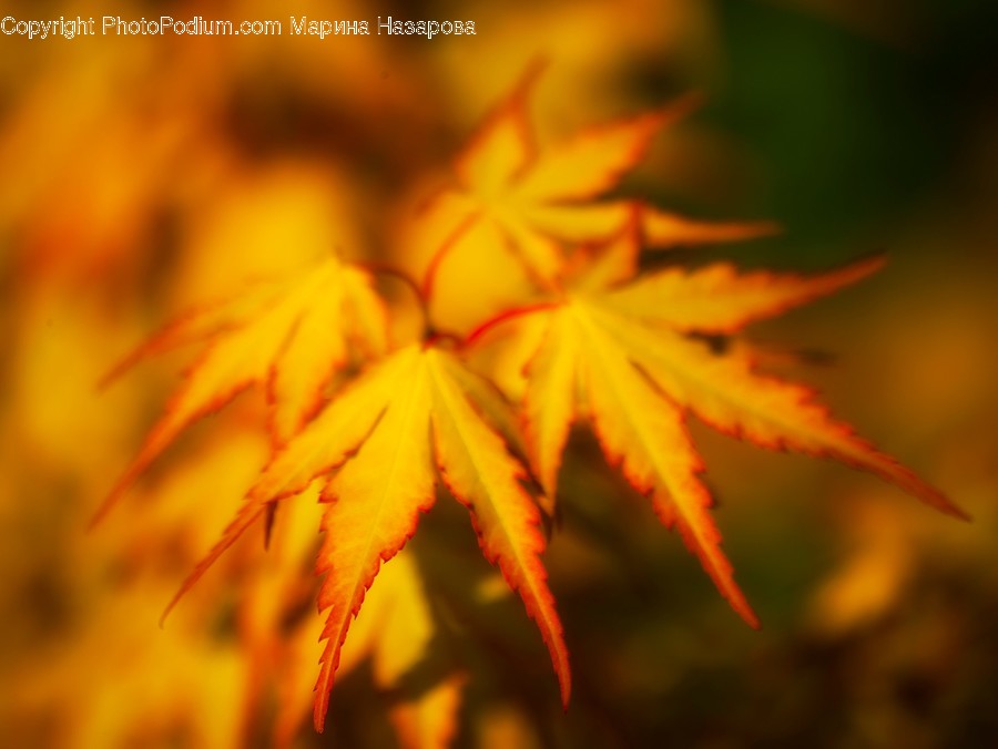 Flora, Plant, Weed, Maple, Tree