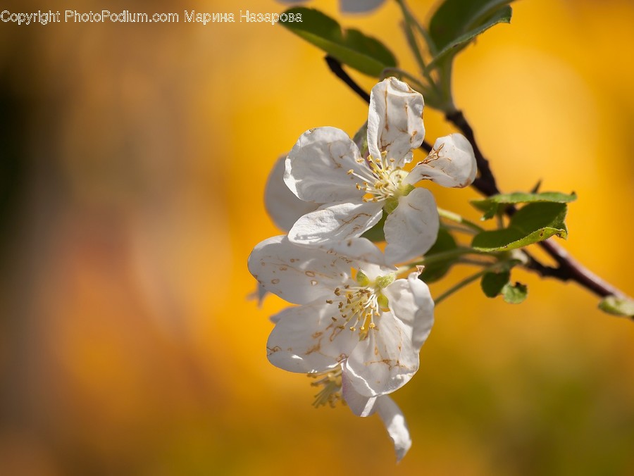 Blossom, Flora, Flower, Plant, Pollen