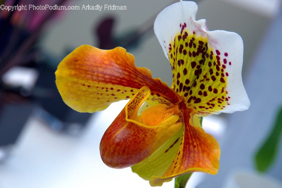 Blossom, Flora, Flower, Lily, Plant