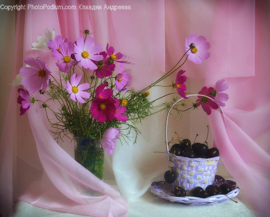 Cosmos, Bowl, Flora, Jar, Plant