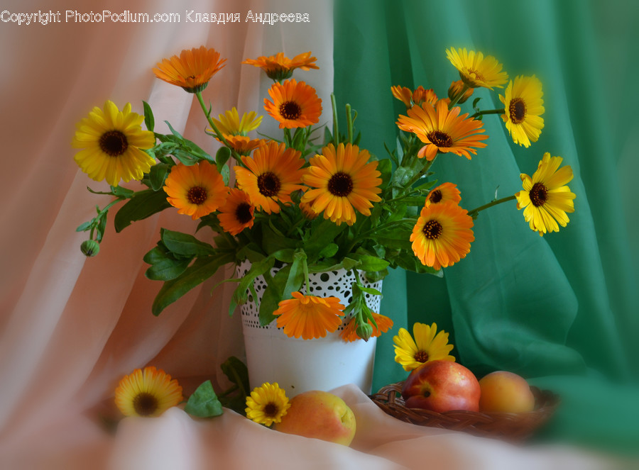 Blossom, Flora, Flower, Flower Arrangement, Ornament