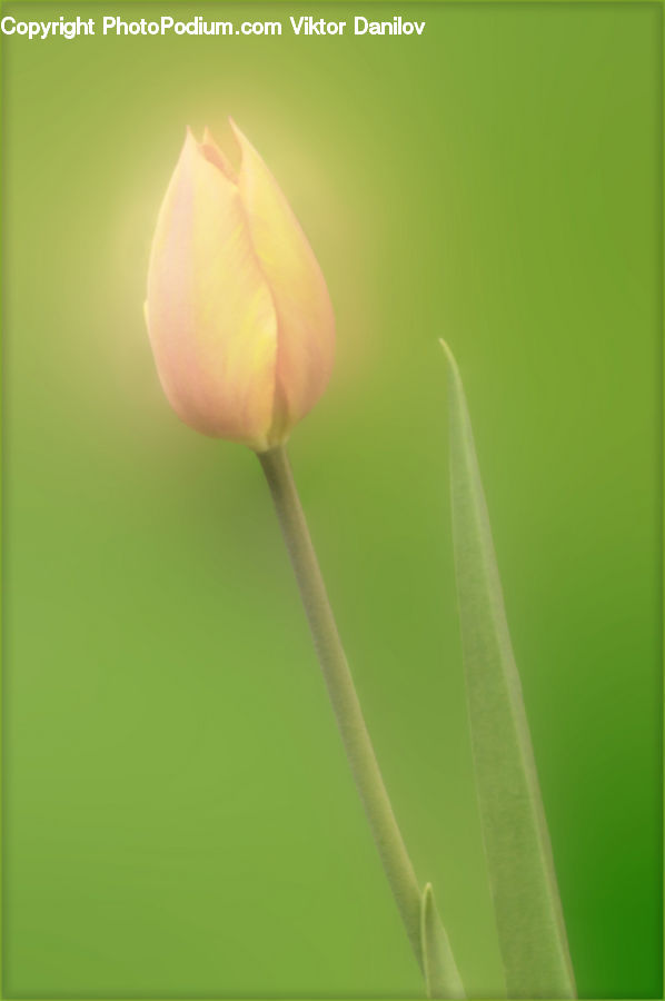 Blossom, Flora, Flower, Plant, Tulip, Crocus