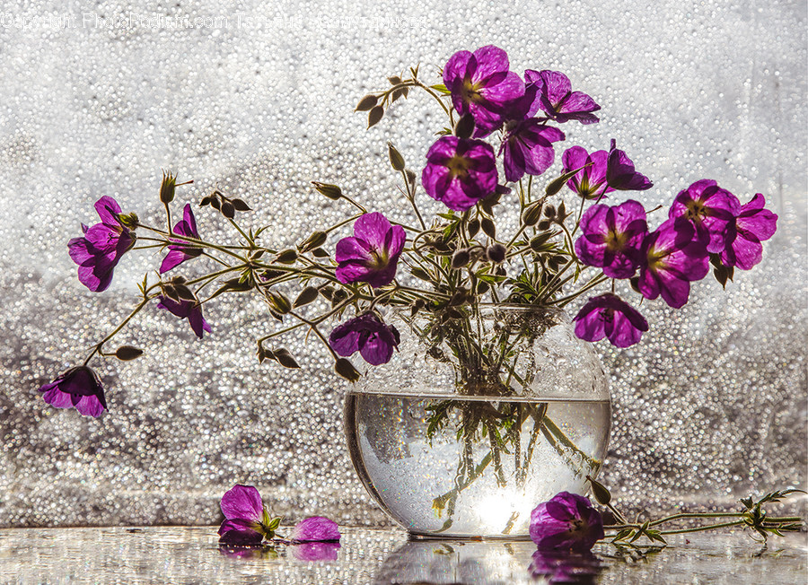 Blossom, Flora, Flower, Lilac, Plant
