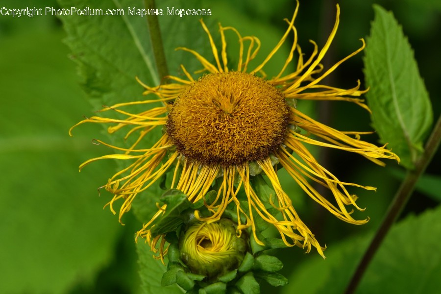 Asteraceae, Blossom, Flora, Flower, Plant