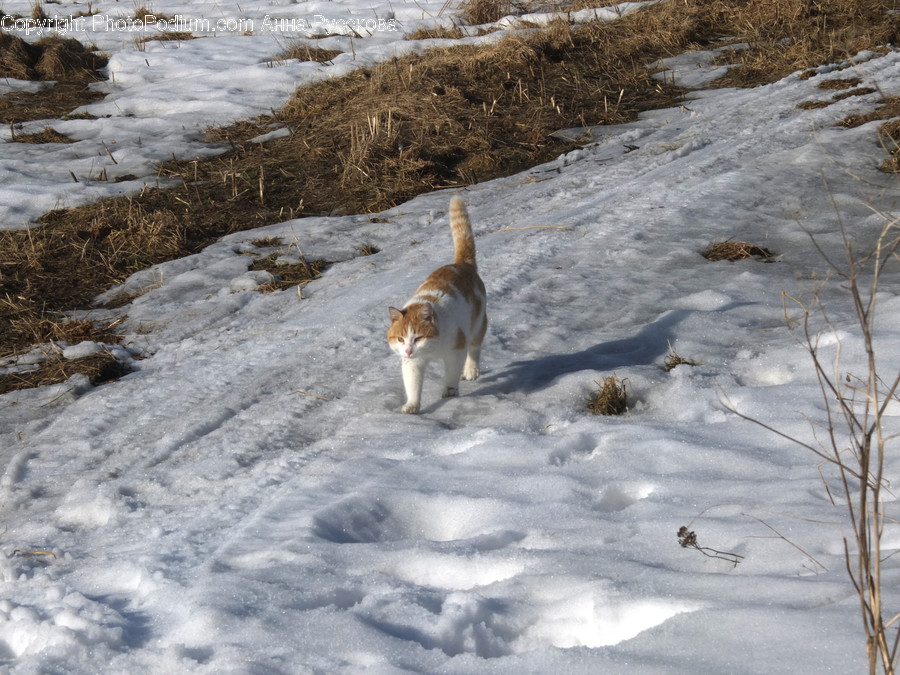 Animal, Canine, Coyote, Mammal, Beagle