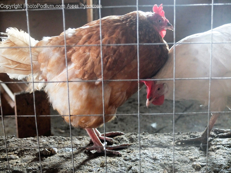 Animal, Bird, Chicken, Fowl, Hen