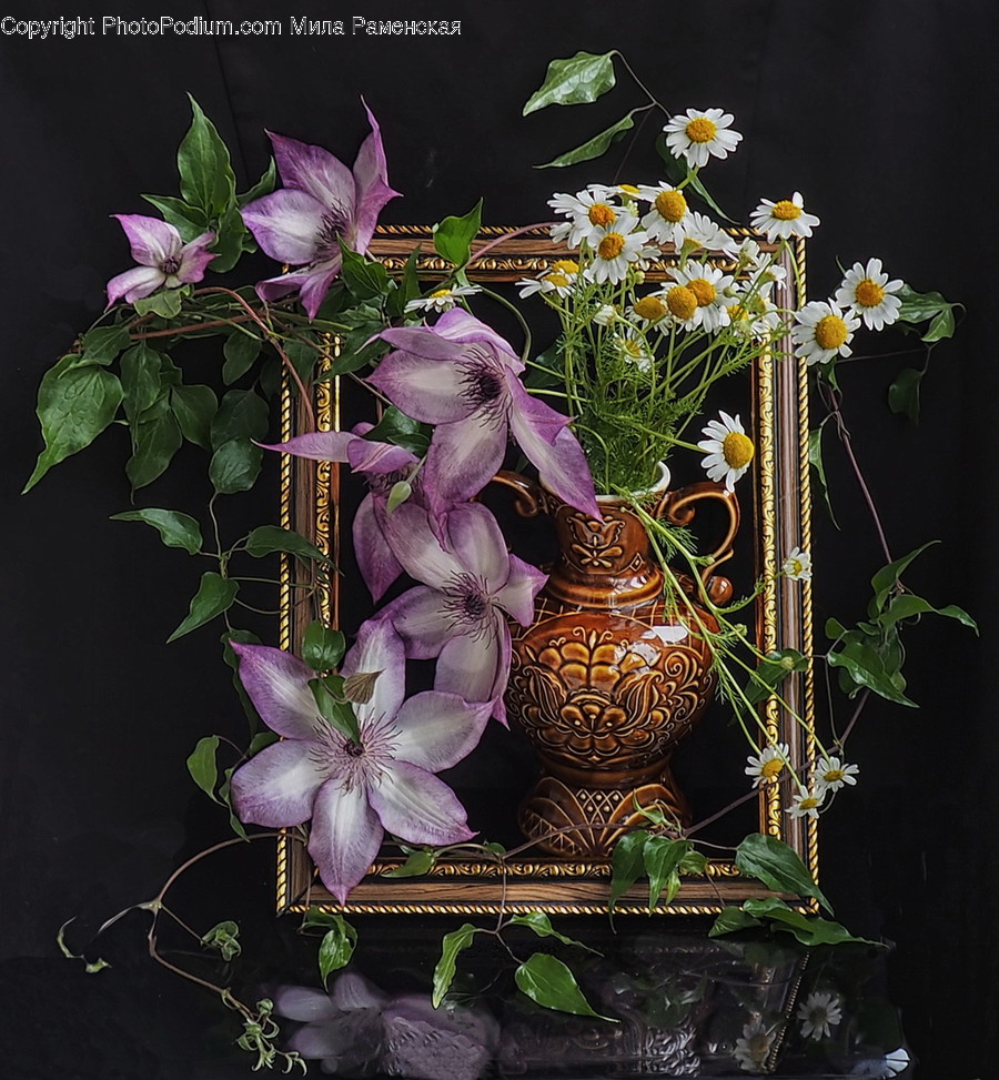 Aquilegia, Blossom, Flora, Flower, Plant