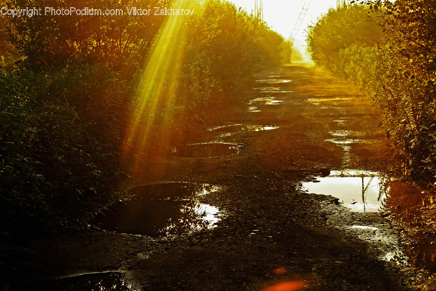 Flare, Light, Puddle, Sunlight, Dirt Road