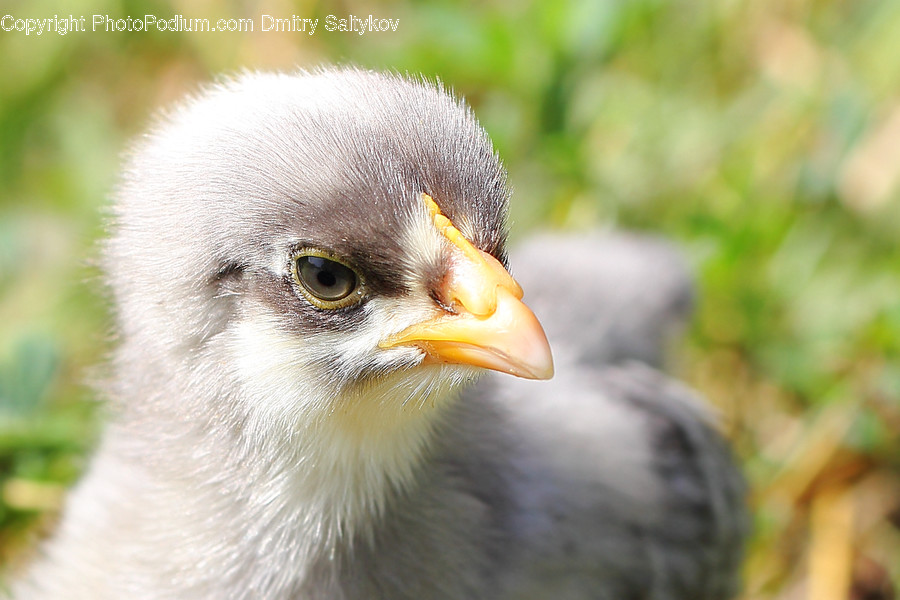 Animal, Bird, Eagle, Beak, Head