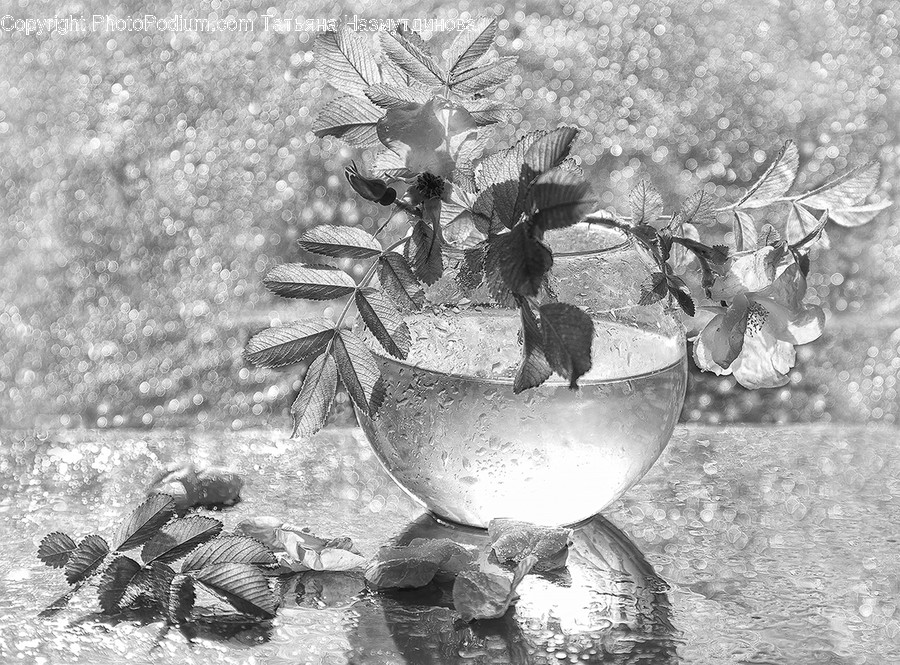Fern, Flora, Plant, Leaf, Maple Leaf