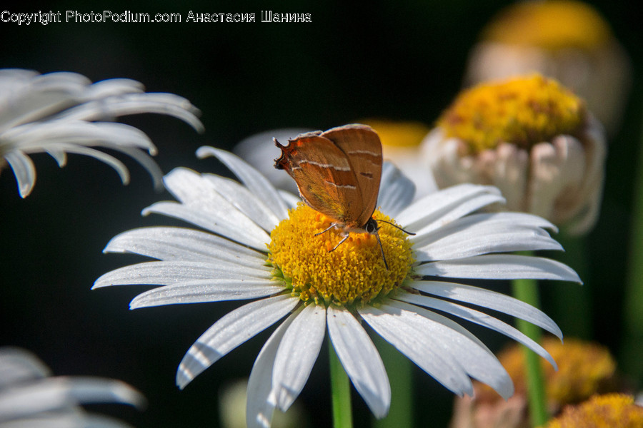 Blossom, Daisies, Daisy, Flora, Flower