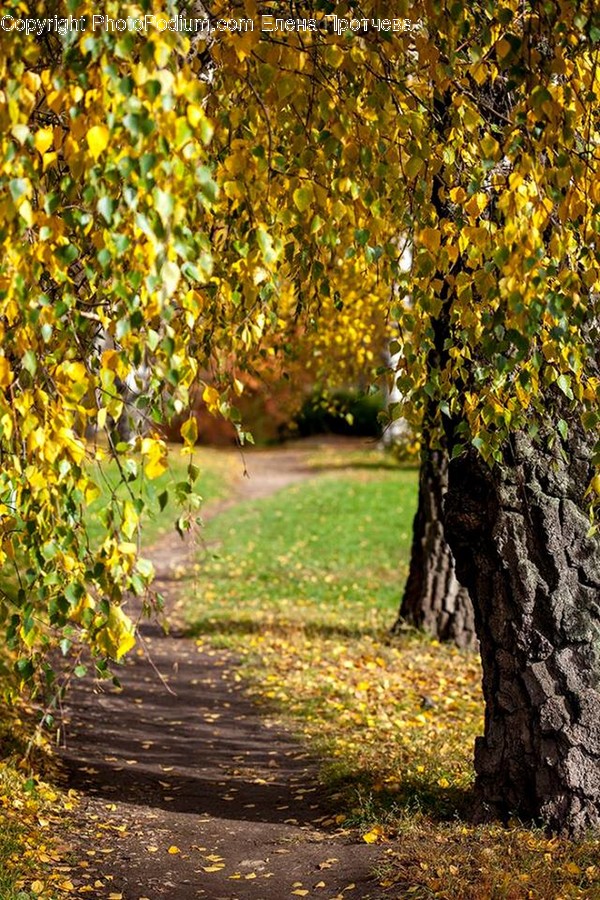 Flora, Oak, Plant, Tree, Bench