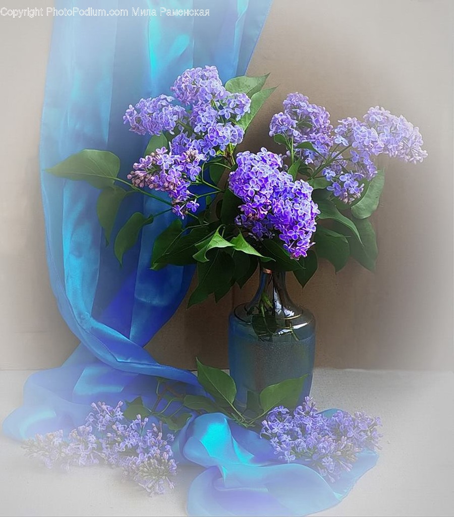 Blossom, Flora, Flower, Lilac, Plant