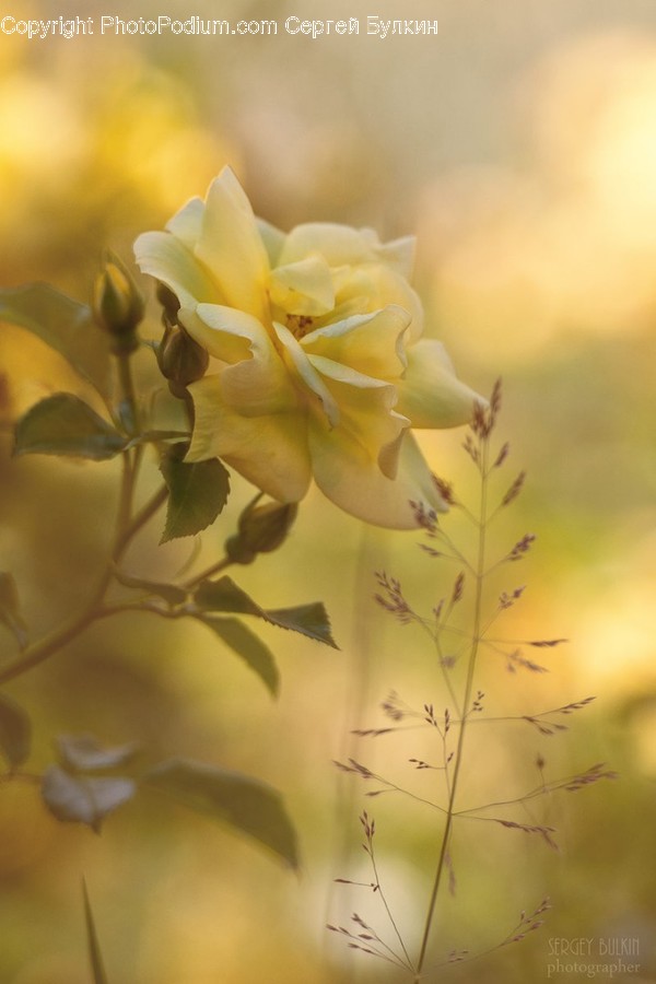 Blossom, Flora, Flower, Plant, Weed